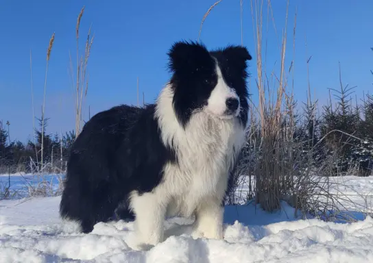 Pies ee-red BORDER COLLIE - pełna dok. REZERWACJE 5