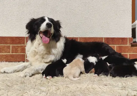 Pies ee-red BORDER COLLIE - pełna dok. REZERWACJE 6