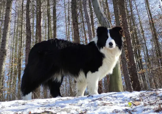 Pies ee-red BORDER COLLIE - pełna dok. REZERWACJE 7