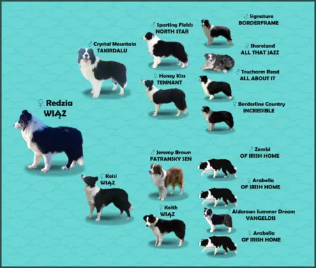 Pies ee-red BORDER COLLIE - pełna dok. REZERWACJE 8