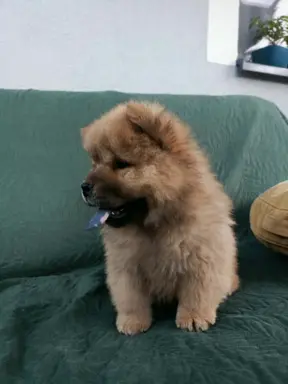 Wzorcowy Chow Chow piękna budowa rodzice FCI 1