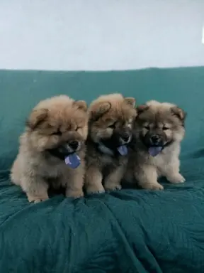 Wzorcowy Chow Chow piękna budowa rodzice FCI 2