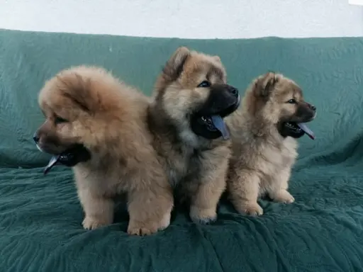 Wzorcowy Chow Chow piękna budowa rodzice FCI 3
