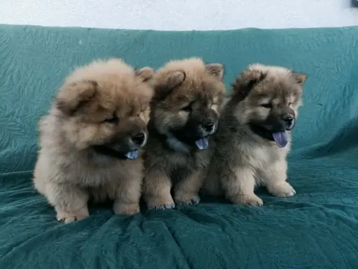 Wzorcowy Chow Chow piękna budowa rodzice FCI 4