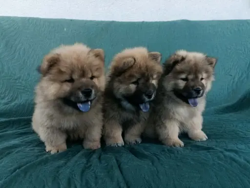 Wzorcowy Chow Chow piękna budowa rodzice FCI 5
