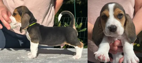 Basset Artezyjsko-Normandzki - jedyny miot w Polsce !!! 2