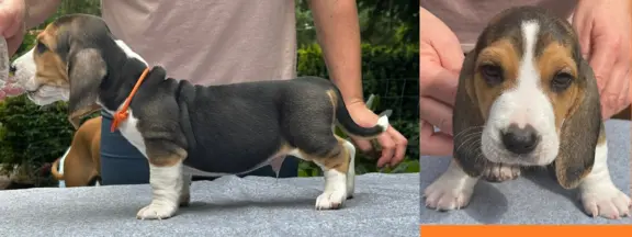 Basset Artezyjsko-Normandzki - jedyny miot w Polsce !!! 3
