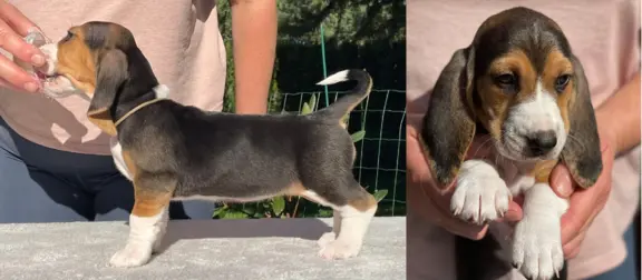 Basset Artezyjsko-Normandzki - jedyny miot w Polsce !!! 4