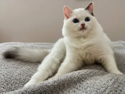 Cudowna kotka Ragdoll - Coco (seal bicolour tortie) FPL/FIFe 1