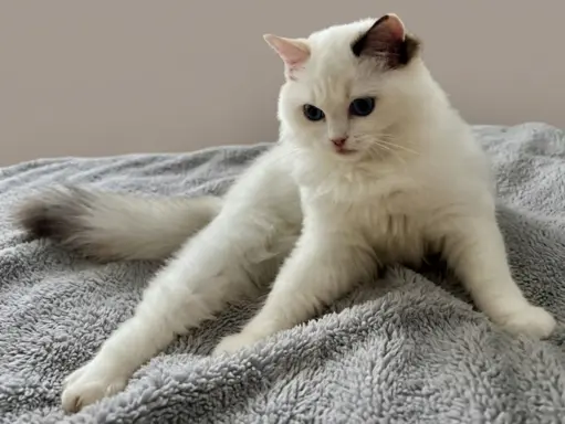 Cudowna kotka Ragdoll - Coco (seal bicolour tortie) FPL/FIFe 2