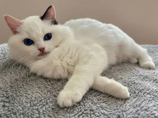 Cudowna kotka Ragdoll - Coco (seal bicolour tortie) FPL/FIFe 3