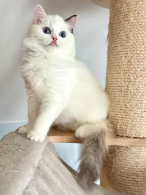 Cudowna kotka Ragdoll - Coco (seal bicolour tortie) FPL/FIFe 4