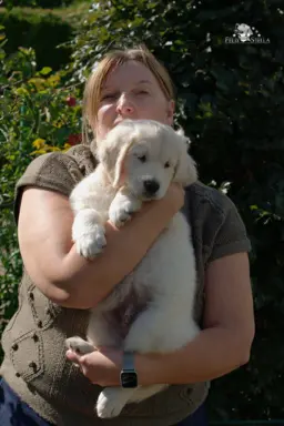 Sprzedam szczenię golden retriever pies ZkwP/FCI 1