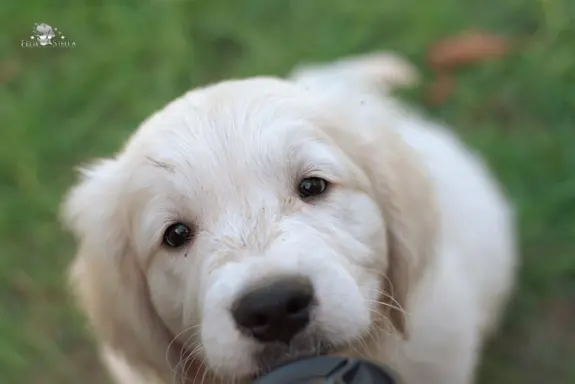 Sprzedam szczenię golden retriever pies ZkwP/FCI 2