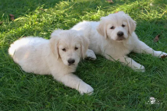 Sprzedam szczenię golden retriever pies ZkwP/FCI 4