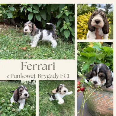 Wesoły szczeniak Petit basset griffon vendeen PBGV 6