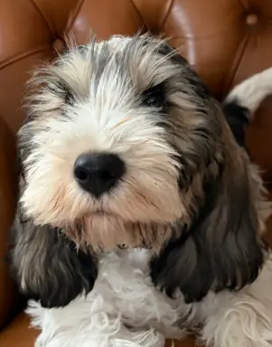 Wesoły szczeniak Petit basset griffon vendeen PBGV 2