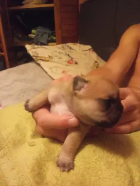 Buldog Francuski piękne szczenięta! 2