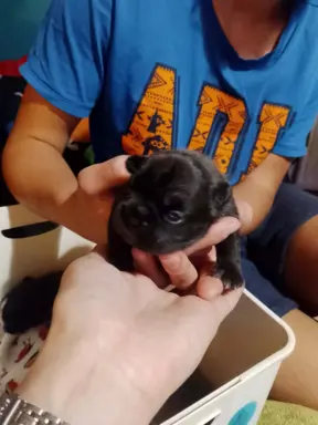 Buldog Francuski piękne szczenięta! 3