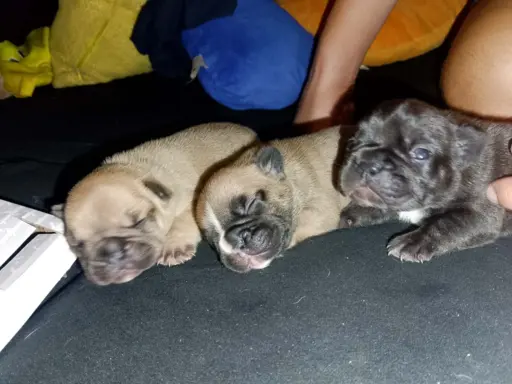 Buldog Francuski piękne szczenięta! 4
