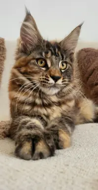 Kocięta Maine Coon 2