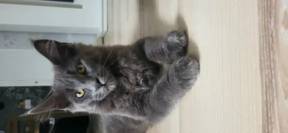 Kocięta Maine Coon 3