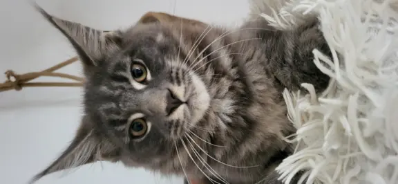 Kocięta Maine Coon 4