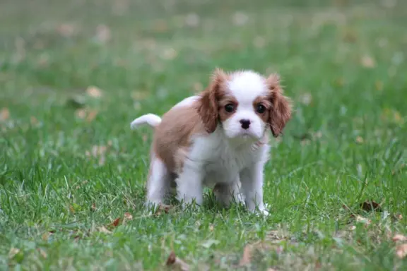 Cavalier King Charles Spaniel-szczeniaczek ZKwP 2