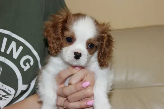 Cavalier King Charles Spaniel-szczeniaczek ZKwP 1