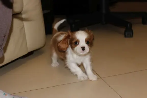 Cavalier King Charles Spaniel-szczeniaczek ZKwP 3