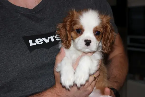 Cavalier King Charles Spaniel-szczeniaczek ZKwP 4