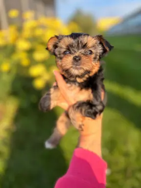Sprzedam yorkshire terrier piesek 1