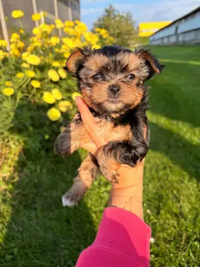 Sprzedam yorkshire terrier piesek 2