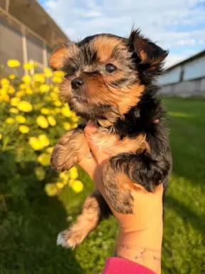 Sprzedam yorkshire terrier piesek 3