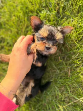 Sprzedam yorkshire terrier piesek 5