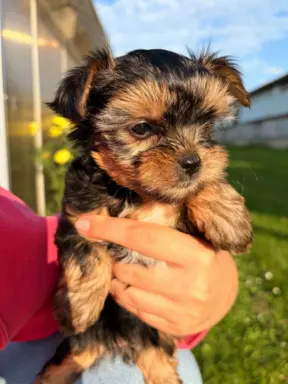 Sprzedam yorkshire terrier piesek 6