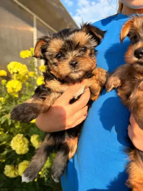 Sprzedam yorkshire terrier piesek 7