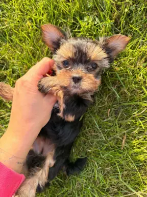 Sprzedam yorkshire terrier piesek 9