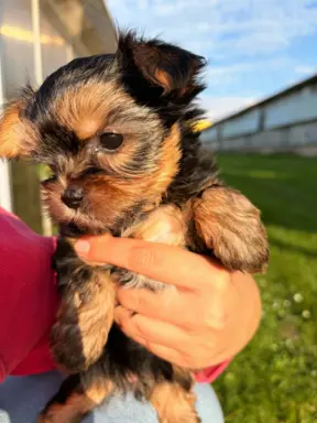 Sprzedam yorkshire terrier suczki 4