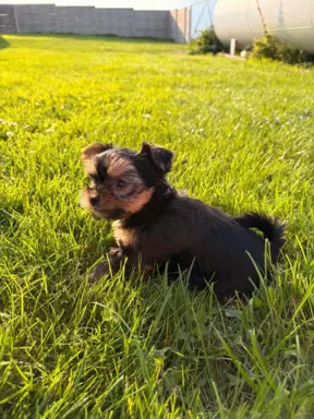 Sprzedam yorkshire terrier suczki 9
