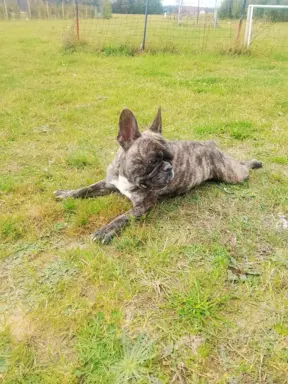 Buldog Francuski piękne szczenięta! 4
