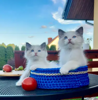 Ragdoll kocurek, kociątko, kotek 1