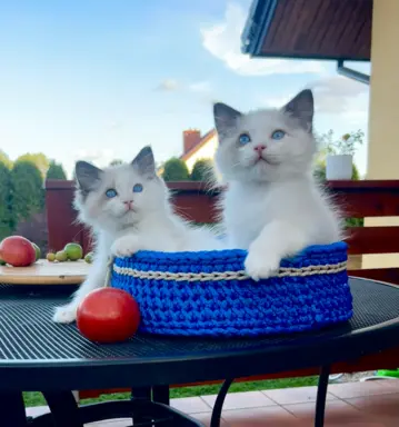 Ragdoll kocurek, kociątko, kotek 2
