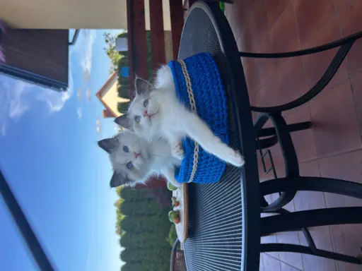 Ragdoll kocurek, kociątko, kotek 3