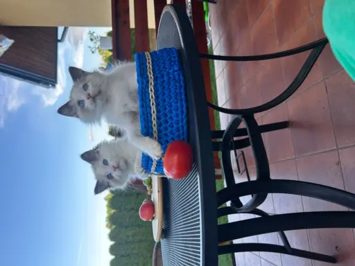 Ragdoll kocurek, kociątko, kotek 4