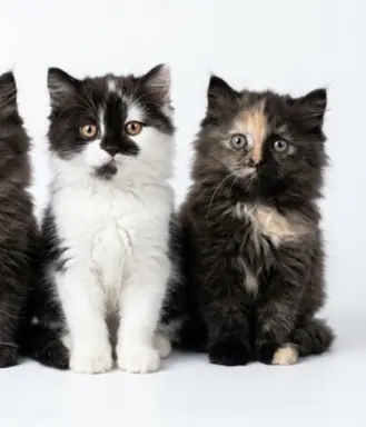 Maine Coon kotki 1