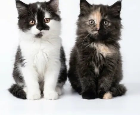 Maine Coon kotki 2