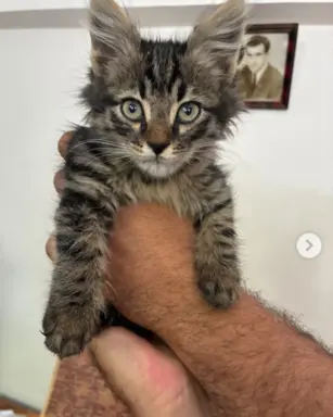 Maine Coon kotki 4