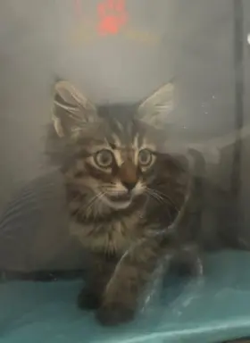 Maine Coon kotki 5