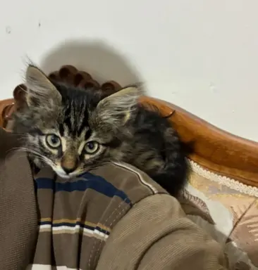 Maine Coon kotki 6